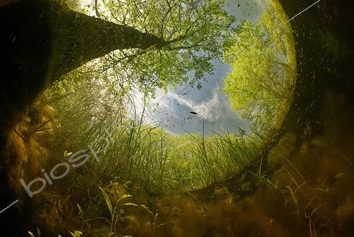Biosphoto | 2399887 | Underwater landscape in a pond, Loir-et-Cher, France | &copy; Bruno Guénard / Biosphoto