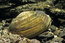 Biosphoto | 1252268 | Unio crassus | &copy; Claude Guihard / Biosphoto