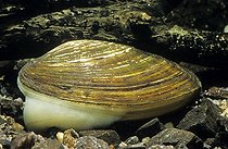 Biosphoto | 1252269 | Unio crassus | &copy; Claude Guihard / Biosphoto