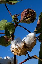 Biosphoto | 1250362 | Upland Cotton Arizona USA | &copy; Daniel Heuclin / Biosphoto
