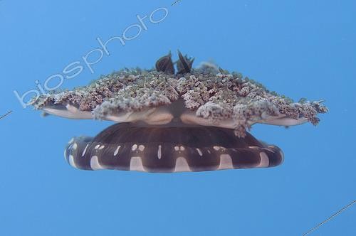 Biosphoto | 2485077 | Upside-down Jellyfish (Cassiopeia andromeda), Jetty dive site, Pemuteran, Buleleng Regency, Bali, Indonesia | &copy; Colin Marshall / Biosphoto