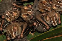 Biosphoto | 2395090 | Uroderme bilobé (Uroderma bilobatum) groupe sur feuille, Costa Rica | &copy; Jean-François Noblet / Biosphoto