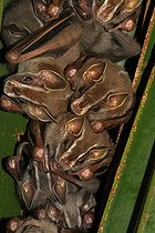 Biosphoto | 2395092 | Uroderme bilobé (Uroderma bilobatum) groupe sur feuille, Costa Rica | &copy; Jean-François Noblet / Biosphoto