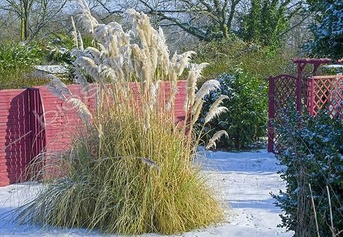 Biosphoto | 827830 | Uruguayan pampa grass under snow in winter | &copy; Frédéric Didillon / Biosphoto
