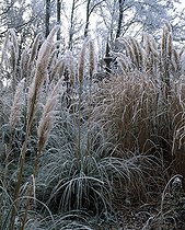 Biosphoto | 1184617 | Uruguayan pampas grass and miscanthus in a garden in winter | &copy; Gilles Le Scanff & Joëlle-Caroline Mayer / Biosphoto