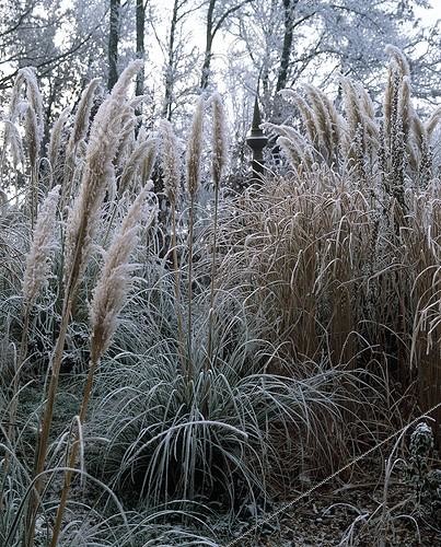 Biosphoto | 1184617 | Uruguayan pampas grass and miscanthus in a garden in winter ; Landscapers : Arnaud Maurières & Eric Ossart | &copy; Gilles Le Scanff & Joëlle-Caroline Mayer / Biosphoto
