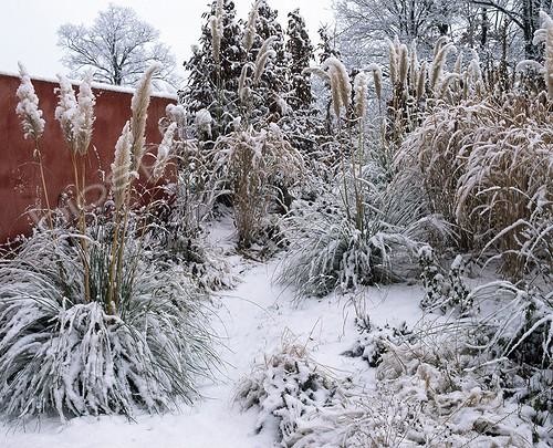 Biosphoto | 698645 | Uruguayan pampas grass and miscanthus in a garden in winter | &copy; Gilles Le Scanff & Joëlle-Caroline Mayer / Biosphoto