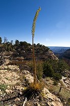 Biosphoto | 1250000 | Utah Agave Grand Canyon South Rim Arizone USA | &copy; Daniel Heuclin / Biosphoto