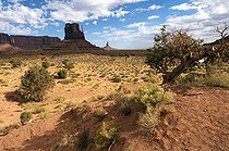 Biosphoto | 1250041 | Utah Juniper and desert Monument Valley USA | &copy; Daniel Heuclin / Biosphoto