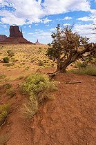 Biosphoto | 1250043 | Utah Juniper and desert Monument Valley USA | &copy; Daniel Heuclin / Biosphoto