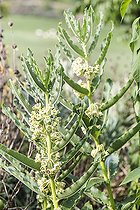 Biosphoto | 2546768 | Uzara (Xysmalobium undulatum) flowers, South African medicinal plant. | &copy; Jean-Michel Groult / Biosphoto