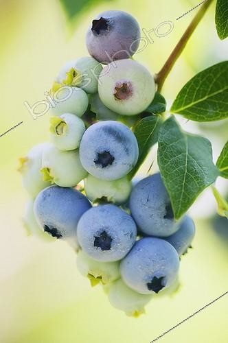 Biosphoto | 935901 | Vaccinium corymbosum, Blueberry | &copy; Maria Mosolova / Flowerphotos / Biosphoto