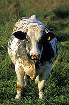 Biosphoto | 1254853 | Vache cularde blanc bleu belge au pré France | &copy; Claudius Thiriet / Biosphoto