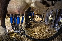 Biosphoto | 2561128 | Vache dans une étable durant la traite équipé de trayeuse électrique afin de récupérer le lait qui sera par la suite transformé en reblochon. La Clusaz, Haute-Savoie, France | &copy; Antoine Boureau / Biosphoto
