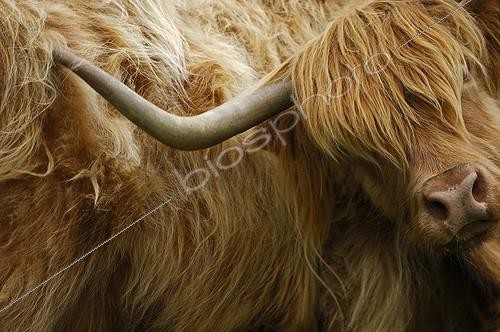 Corne De Vache Highland - Décoration Naturelle Et Rustique En Corne Beige