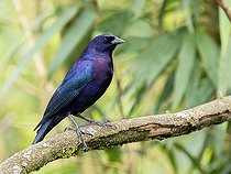 Biosphoto | 2570781 | Vacher luisant (Molothrus bonariensis), mâle sur une branche, Chiriqui Highlands, Panama | &copy; Ignacio Yufera / Biosphoto