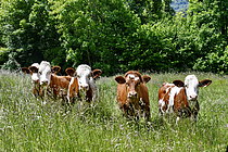 Biosphoto | 2609616 | Vaches de race montbéliarde au pré, Doubs, France | &copy; Dominique Delfino / Biosphoto