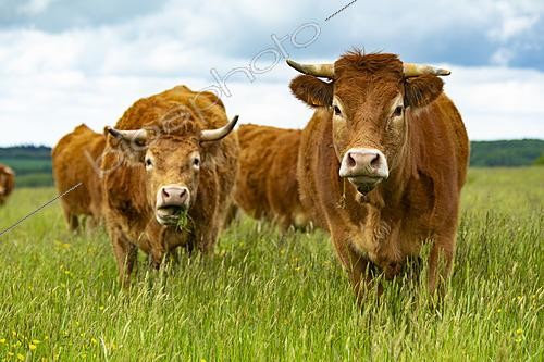 Biosphoto | 2628298 | Vaches Limousines dans un pré, Eymoutiers, Haute-Vienne, France | &copy; Philippe Lebeaux / Biosphoto