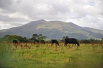 Biosphoto | 2583163 | Vaches pâturant en Irlande | &copy; Robin Fourré / Biosphoto