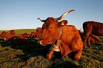 Biosphoto | 1481065 | Vaches Salers couchées dans les monts du Cantal Auvergne | &copy; Lionel Astruc / Biosphoto