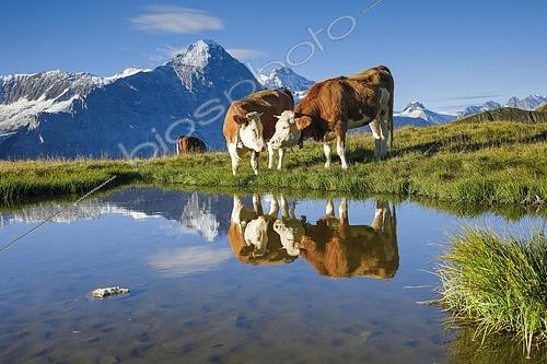 Biosphoto | 2460111 | Vaches Simmental au bord d'un lac de montagne, l'Eiger et la Jungfrau en arrière-plan, Alpes bernoises, Suisse | &copy; Patrick Frischknecht / imageBROKER / Biosphoto