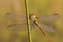 Biosphoto | 1520942 | Vagrant Darter (Sympetrum vulgatum) dragonfly, Donauauen, Ingolstadt, Bavaria, Germany, Europe | &copy; Elisabeth Schmidbauer / imageBROKER / Biosphoto