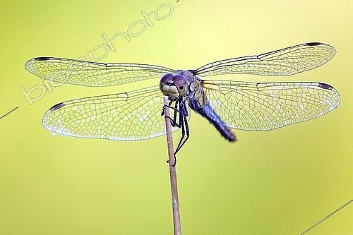 Biosphoto | 2615410 | Vagrant darter (Sympetrum vulgatum) on a stem, Rochegaudon pond, Chaillac, Indre, Centre-Val de Loire, France. | &copy; Yves Noto Campanella / Biosphoto