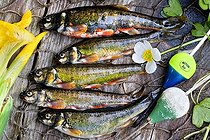 Biosphoto | 1254316 | Vairons et bouchons de pêche sur bois France | &copy; Bruno Mathieu / Biosphoto
