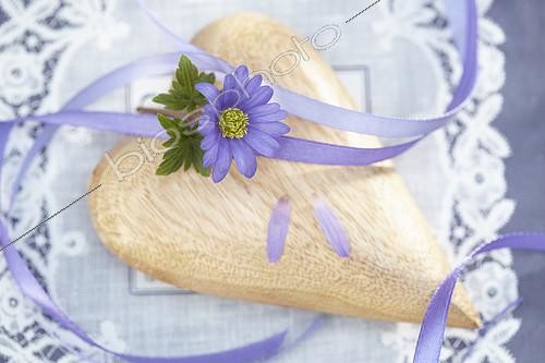 Biosphoto | 2092485 | Valentine Anemone | &copy; Visions Pictures / Biosphoto