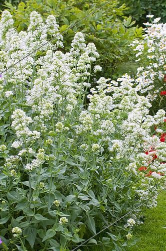 Biosphoto | 2141707 | Valériane blanche (Centranthus ruber) 'albus' en fleurs dans un jardin | &copy; Frédéric Didillon / Biosphoto