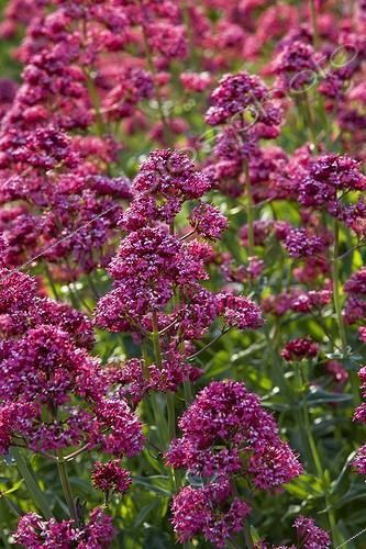 Biosphoto | 1651435 | Valériane rouge en fleurs Provence France | &copy; Michel Gunther / Biosphoto