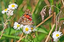 Biosphoto | 2581285 | Vanesse des chardons ou Belle-dame (Vanessa cardui) les ailes repliées, sur les fleurs d'une Vergerette annuelle (Erigeron annuus), au bord d'un ancien méandre du Rhin, à la Robertsau au coeur de l'été, dans la Réserve Naturelle Nationale du massif forestier de la Robertsau et de La Wantzenau. Alsace, France | &copy; Yves Noto Campanella / Biosphoto