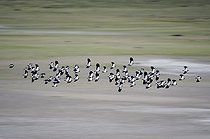 Biosphoto | 1251528 | Vanneaux huppés en vol sur le lac de Montier-en-Der France | &copy; Dominique Delfino / Biosphoto