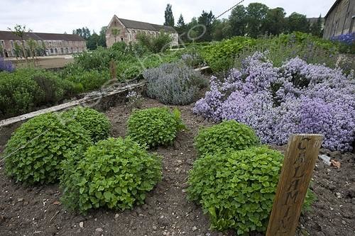Biosphoto | 580741 | Varied Savories in a traditional kitchen garden Citeaux | &copy; Michel Gunther / Biosphoto