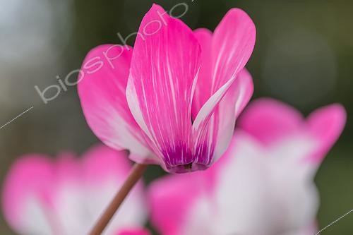 Biosphoto | 2490611 | Variegated cyclamen | &copy; Marie Aymerez / Biosphoto