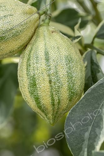 Biosphoto | 2554051 | Variegated Pink Eureka Lemon | &copy; Marie Aymerez / Biosphoto