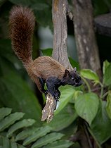 Biosphoto | 2455115 | Variegated squirrel (Sciurus variegatoides), Paraiso, Chiriquí, Panama, January | &copy; Ignacio Yufera / Biosphoto