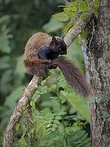 Biosphoto | 2455116 | Variegated squirrel (Sciurus variegatoides), Paraiso, Chiriquí, Panama | &copy; Ignacio Yufera / Biosphoto