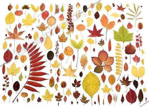 Biosphoto | 1536296 | Various autumn coloured leaves | &copy; Michael Peuckert / imageBROKER / Biosphoto