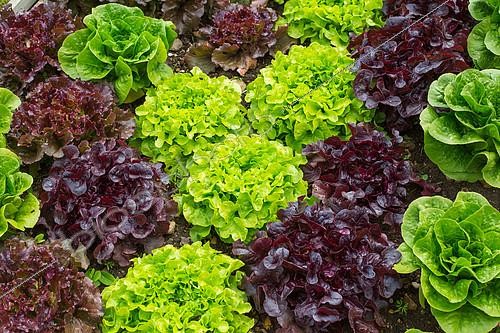 Biosphoto | 2083855 | Various Lettuces in a kitchen garden, Provence, France | &copy; Philippe Giraud / Biosgarden / Biosphoto