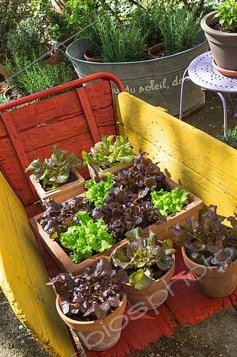 Biosphoto | 2083800 | Various salad in pots on a wheelbarrow, Provence, France | &copy; Philippe Giraud / Biosgarden / Biosphoto