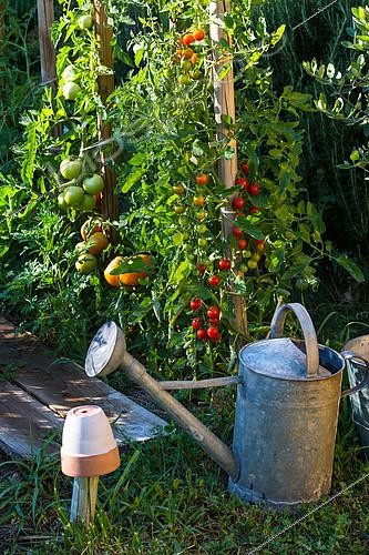 Biosphoto | 2084142 | Various tomatoes in a vegetable garden, Provence, France | &copy; Philippe Giraud / Biosgarden / Biosphoto