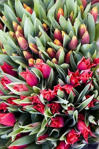 Biosphoto | 181879 | Various Tulips at market Provence France | &copy; John S. Sutton / Green Eye / Biosphoto