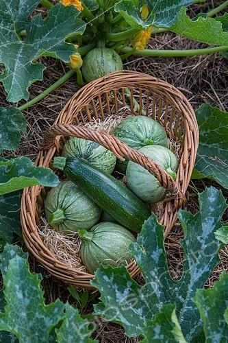 Biosphoto | 2084079 | Various Zucchinis in a basket in a Vegetable Garden, Provence, France | &copy; Philippe Giraud / Biosgarden / Biosphoto