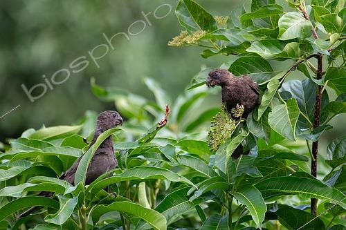 Biosphoto | 2600491 | Vasa des Seychelles (Coracopsis barklyi ) mangeant des fruits, Praslin, Seychelles | &copy; Régis Cavignaux / Biosphoto