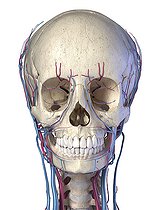 Biosphoto | 2475939 | Vascular system of the human head viewed from the front. 3D illustration on white background. | &copy; Leonello Calvetti / Stocktrek Images / Biosphoto