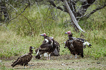 Biosphoto | 2609281 | Vautour à tête blanche (Trigonoceps occipitalis), vautour charognard (Necrosyrtes monachus) et vautour oricou (Torgos tracheliotos) dans le parc national du Grand Kruger, Afrique du Sud. | &copy; Patrice Correia / Biosphoto