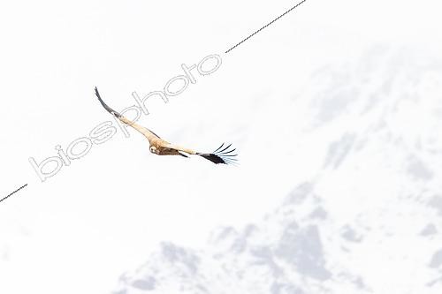 Biosphoto | 2551365 | Vautour de l'Himalaya (Gyps himalayensis) en vol, sur fond de montagnes enneigées, Tolok, Kirghizistan | &copy; Bastien Chaix / Biosphoto
