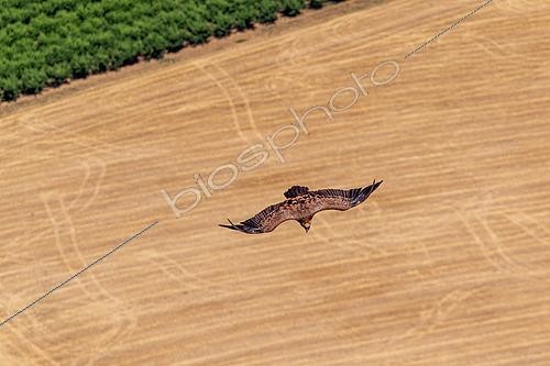 Biosphoto | 2554633 | Vautour fauve (Gyps fulvus) en vol, Aveyron, France | &copy; Christian Fosserat / Biosphoto