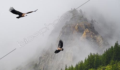 Biosphoto | 2544964 | Vautour fauve (Gyps fulvus) en vol, Parc national du Massif des Ecrins, Serre-Chevalier, Alpes, France - Image composite | &copy; Michel Rauch / Biosphoto